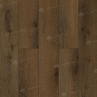 Image of Marco ABA Oak Tree