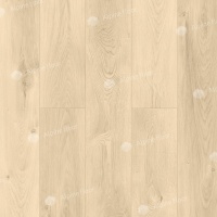 Image of the Sandy oak