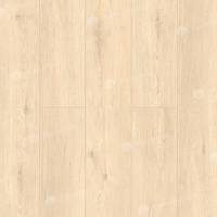 Image of the GRAND SEQUOIA ADENDRON