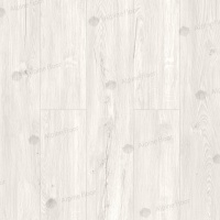 Image of Sequoia Light