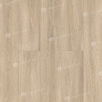 Image of the Misty Forest