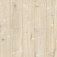 Image of the Oak of Salerno